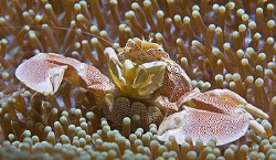 Spotted Porcelain Crab (Neopetrolisthes oshimai) from Ani... by Jim Chambers 